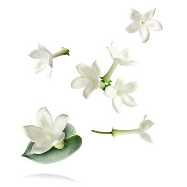 Güzel yasemin çiçekleri ve beyaz arka planda yeşil yaprak