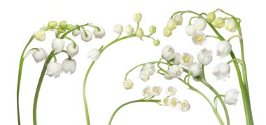 Vadinin güzel zambakları beyazlar üzerinde soyutlanmış,