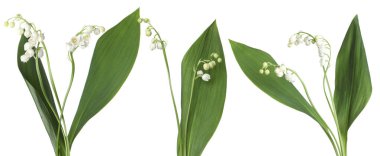 Vadinin güzel zambakları beyazlar üzerinde soyutlanmış,