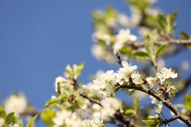 Güzel çiçek açan erik ağacı, mavi gökyüzünün altında beyaz çiçekler, yakın plan. Metin için boşluk