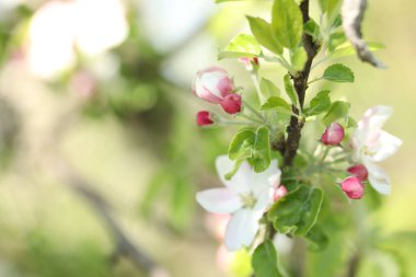 Güzel çiçek açan elma ağacı, açık havada pembe çiçekler, yakın plan. Metin için boşluk