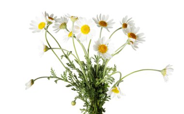 Beyaz arka planda bir buket güzel papatya çiçeği