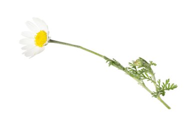 Beyaz arka planda güzel bir papatya çiçeği