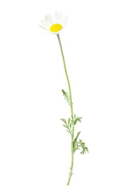 Beyaz arka planda güzel bir papatya çiçeği