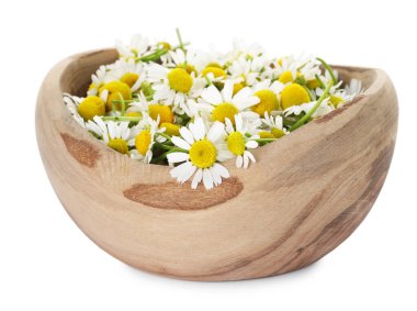 Güzel papatya çiçekleri beyaz kasede izole edilmiş.