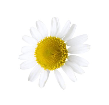 Güzel bir papatya çiçeği tomurcuğu beyaza izole edilmiş.