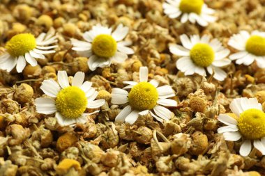 Arka plan olarak kuru ve taze papatya çiçekleri, yakın plan