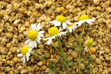 Arka plan olarak kuru ve taze papatya çiçekleri.