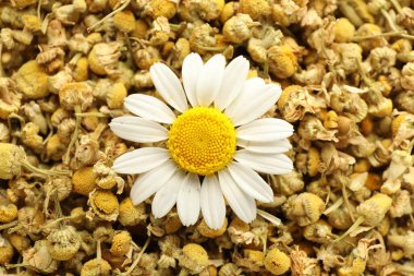 Arka plan olarak kuru ve taze papatya çiçekleri, üst manzara