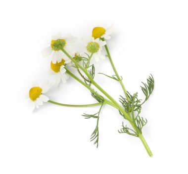 Güzel taze papatya çiçekleri beyaz, üst manzara izole