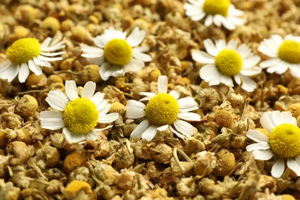 Arka plan olarak kuru ve taze papatya çiçekleri, yakın plan