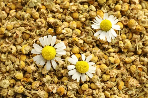 Arka plan olarak kuru ve taze papatya çiçekleri.