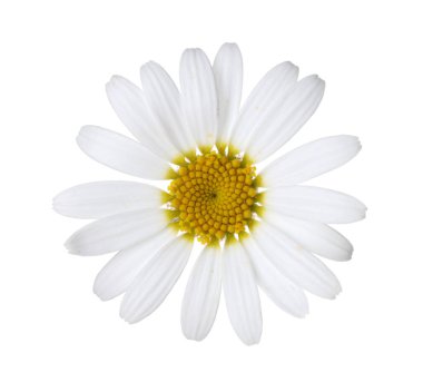 Güzel bir papatya çiçeği tomurcuğu beyaza izole edilmiş.