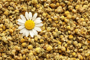 Arka plan olarak kuru ve taze papatya çiçekleri, üst manzara