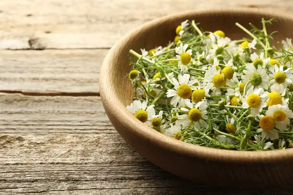 Tahta masadaki kasede taze papatya çiçekleri, yakın plan. Metin için boşluk