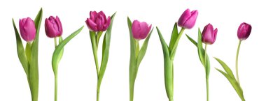 Beyaz arka planda güzel lale çiçekleri, set