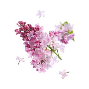 Beyaz arka planda uçuşan leylak kokulu çiçekler.