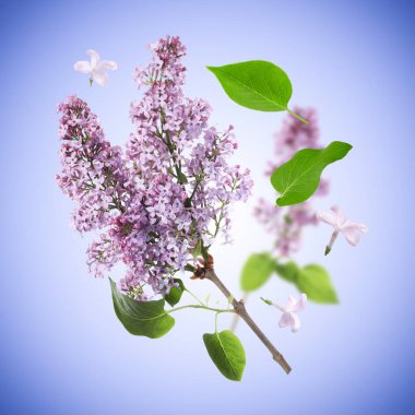Kokulu çiçekli leylak dalları ve mavi eğimli arka planda uçan yapraklar.