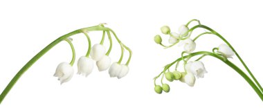 Vadinin güzel kokulu çiçekleri beyazlar üzerinde izole.