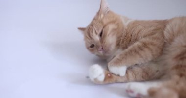 Gri arka planda sevimli kızıl kedi oyuncağıyla oynuyor. Metin için boşluk