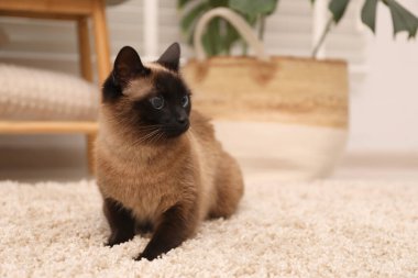 Evdeki bej halıdaki sevimli Tayland kedisi. Metin için boşluk