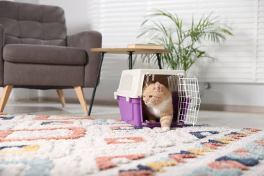 Evdeki evcil hayvan taşıyıcısının içinde sevimli bir kedi.