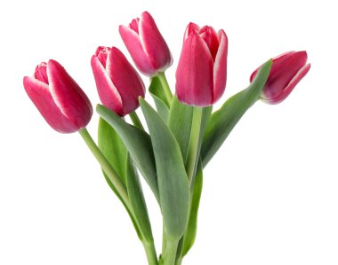 Birçok güzel pembe laleler beyaz üzerinde izole edilmiş.