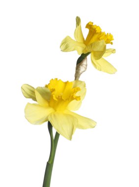 İki güzel sarı nergis beyaz üzerinde izole edilmiş.