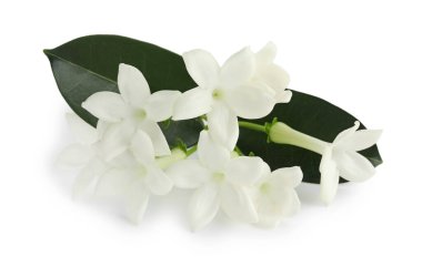 Güzel aromatik yasemin çiçekleri ve beyaz yapraklar.