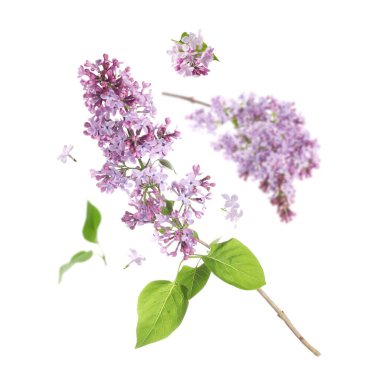 Kokulu çiçekli leylak dallar ve beyaz arka planda uçuşan yapraklar.