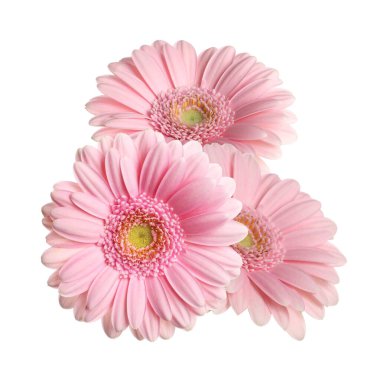 güzel pembe gerbera çiçekleri beyaz izole