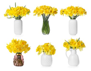 Beyaz vazolarda izole edilmiş güzel nergisler.