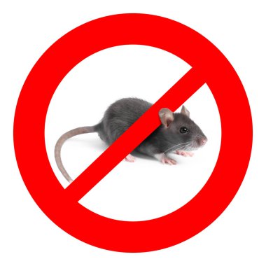 Beyaz arka planda kırmızı yasak işareti olan küçük sıçan. Haşere kontrolü