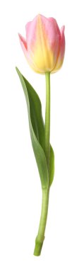 Güzel renkli bir lale beyaza izole edilmiş.