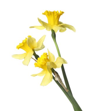 Üç güzel sarı nergis beyaz üzerine izole edilmiş.
