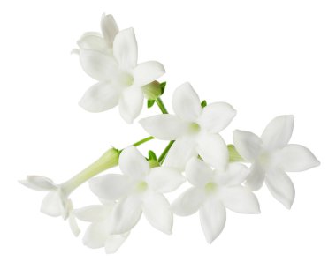 Güzel aromatik yasemin çiçekleri beyazda izole edilmiş.