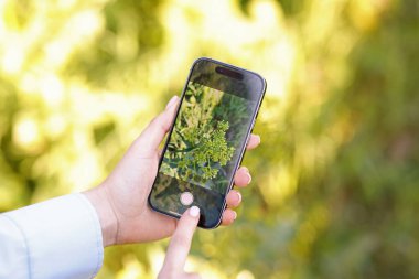 Açık havada akıllı telefondan bitki tanıma uygulaması kullanan bir kadın.