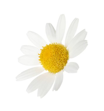 Beyaz arka planda güzel bir papatya çiçeği tomurcuğu