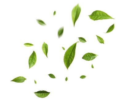 Beyaz arka planda yeşil çay yaprakları