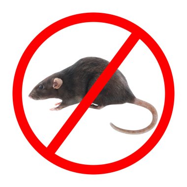 Beyaz arka planda kırmızı yasak işareti olan küçük sıçan. Haşere kontrolü