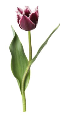 Bir güzel renkli lale beyazda izole edilmiş.