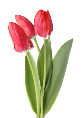 üç güzel beyaz Pembe Laleler izole