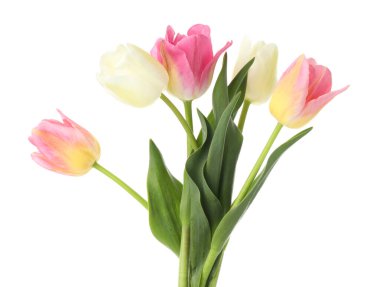 Birçok güzel renkli laleler beyaz üzerinde izole edilmiş.