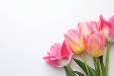 Beyaz arka planda güzel laleler, düz bir zemin. Metin için boşluk