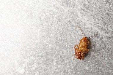 Gri masada bir hamamböceği, üst manzara. Metin için boşluk