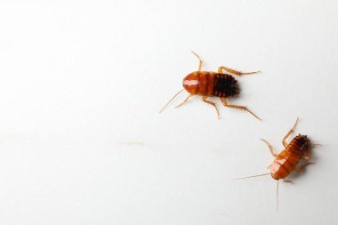 İki hamamböceği beyaz masada, düz yatıyordu. Metin için boşluk