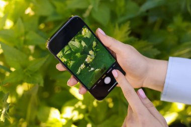 Açık havada akıllı telefondan bitki tanıma uygulaması kullanan bir kadın.