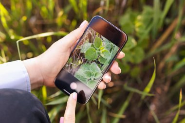 Açık havada akıllı telefondan bitki tanıma uygulaması kullanan bir kadın.