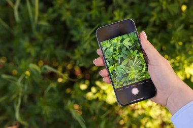 Açık havada akıllı telefonda bitki tanıma uygulaması kullanan bir kadın, yakın plan. Metin için boşluk