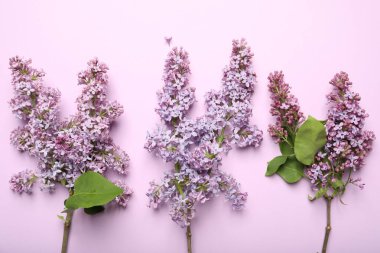 Pembe arka planda güzel leylak çiçekleri, düz uzanmış
